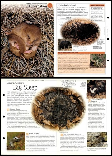 Hibernation characteristics - hibernation,
