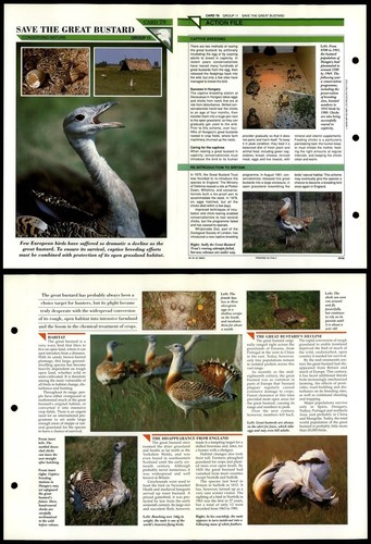 Save the great bustard - the,