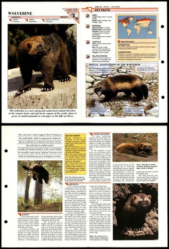 Wolverine 105 mammals - #105,