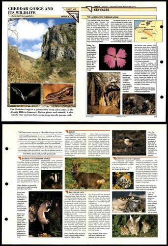 Cheddar gore its wildlife - its,
