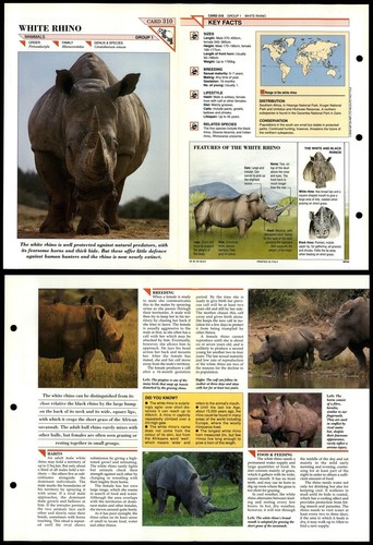 White rhino 310 - rhino, mammals