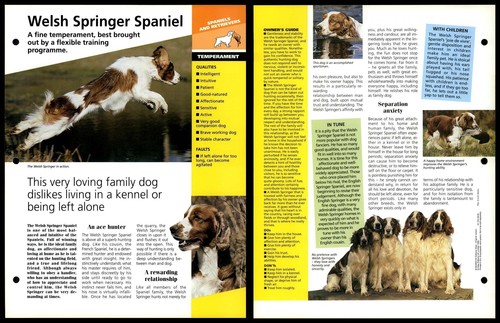 Welsh springer spaniel - springer,