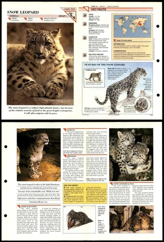 Snow leopard 141 mammals - #141,