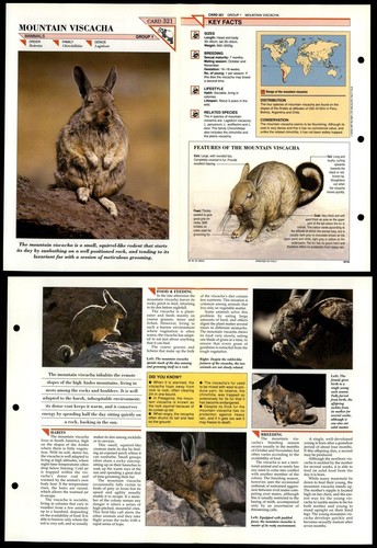 Mountain viscacha 321 mammals - viscacha,